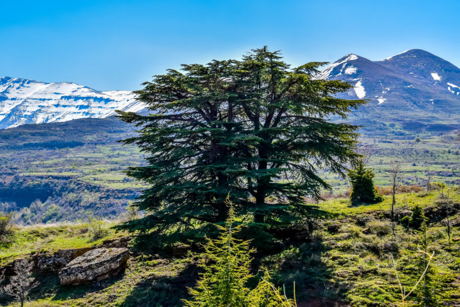 Cedar Forest Lebanon
